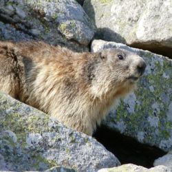 Marmotte